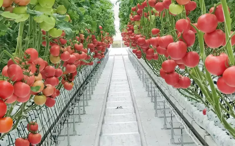 Milyen jellemzői és funkciói vannak az üvegházhatások jellemzői és funkciói?