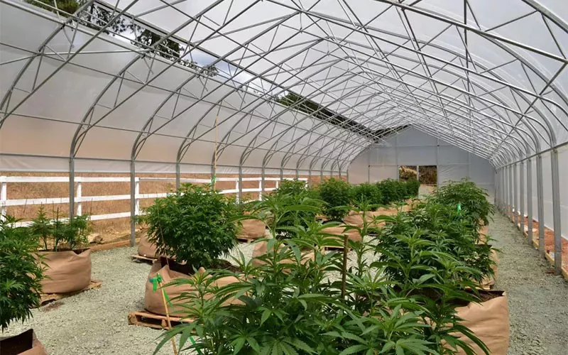 Orvosi kannabisz film üvegház: játékváltó az iparban