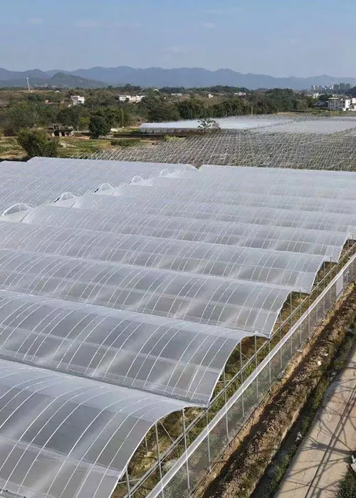 Uborka és paradicsom üvegház